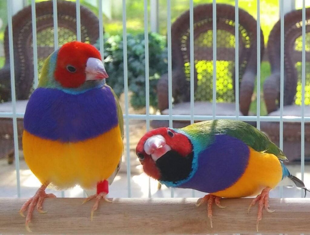 15 Quick Tips to Get Your Bird Happy